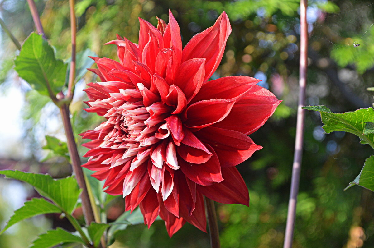 А георгины цветут - Татьяна Лютаева