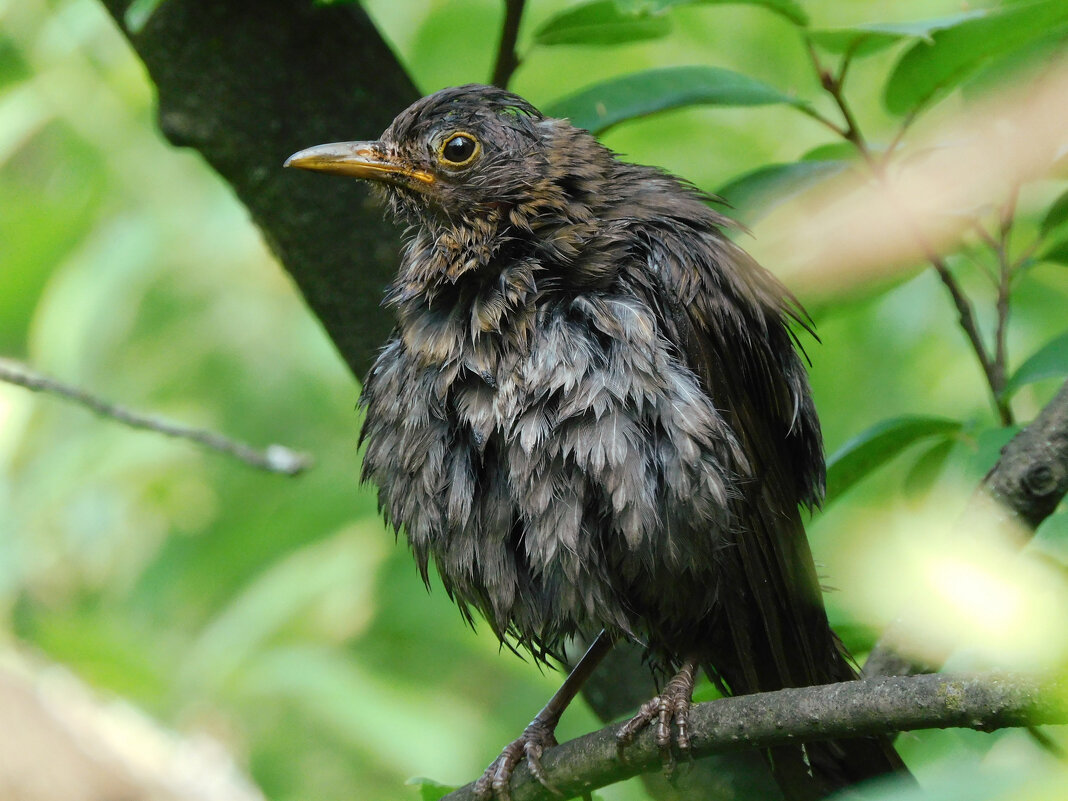 Молодой чёрный дрозд после купания - Лина Молодой чёрный дрозд после купания - Лина