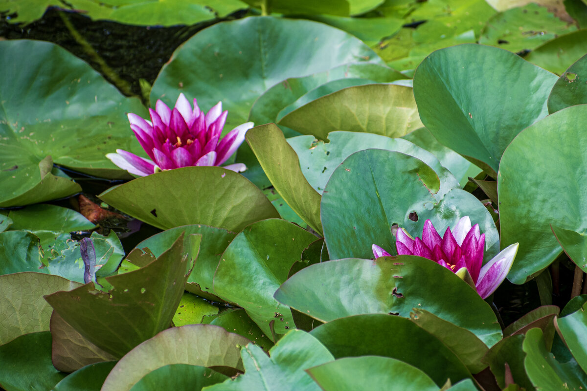 Цветочки - Валерий Пославский Цветочки - Валерий Пославский