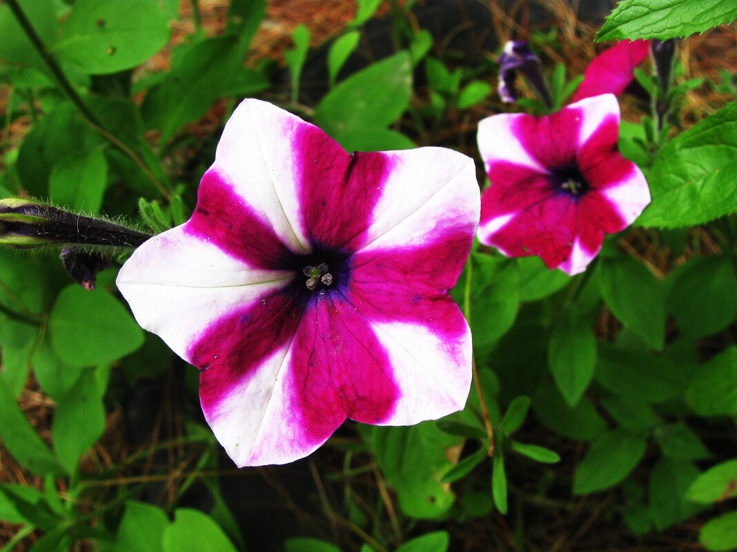 Пёстрые красотки - Людмила Смородинская