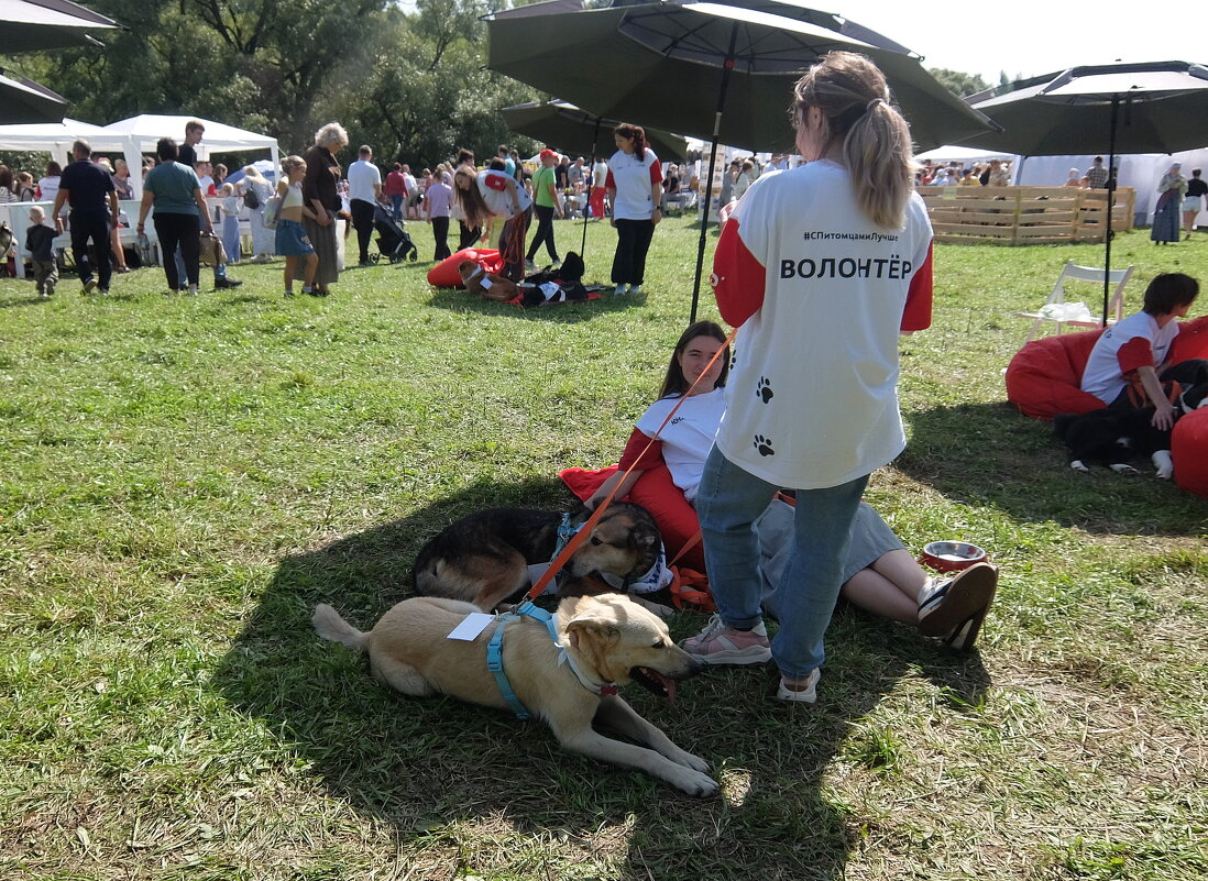 Собаки ищут добрые руки. - Люба 