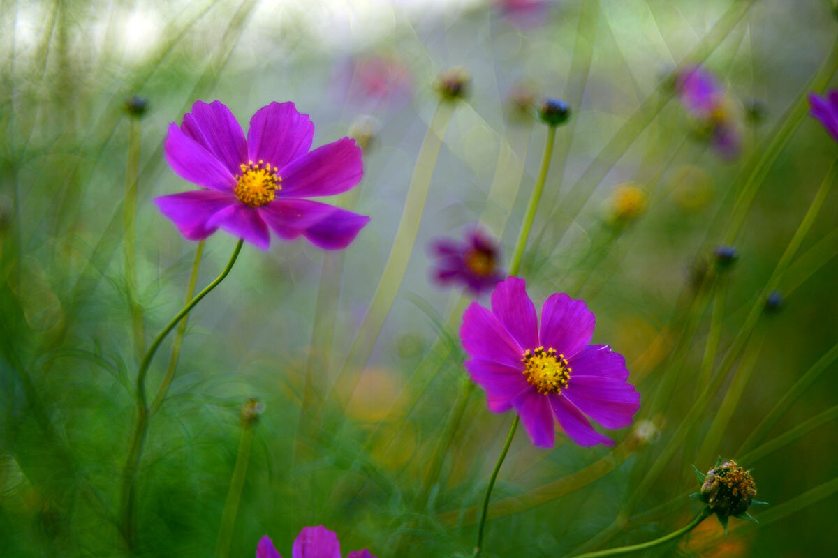 Космея - Геннадий Супрун