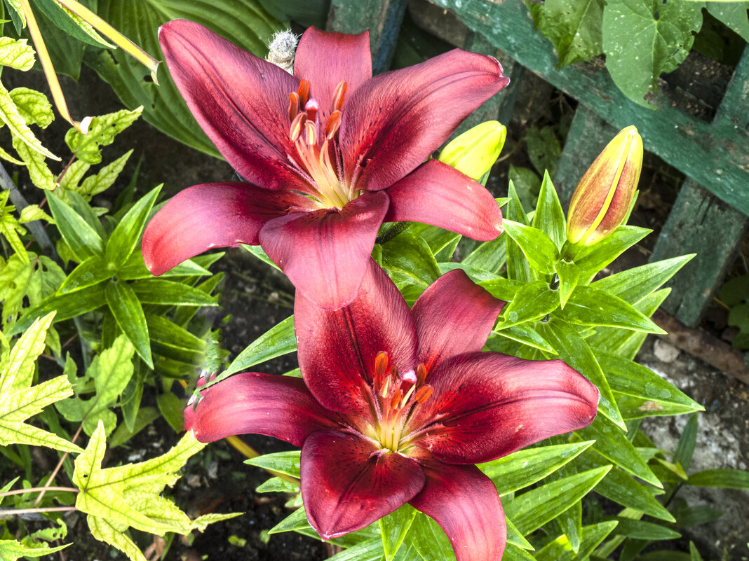 Наши лилии,Блэк аут - Валентин Семчишин Наши лилии,Блэк аут - Валентин Семчишин