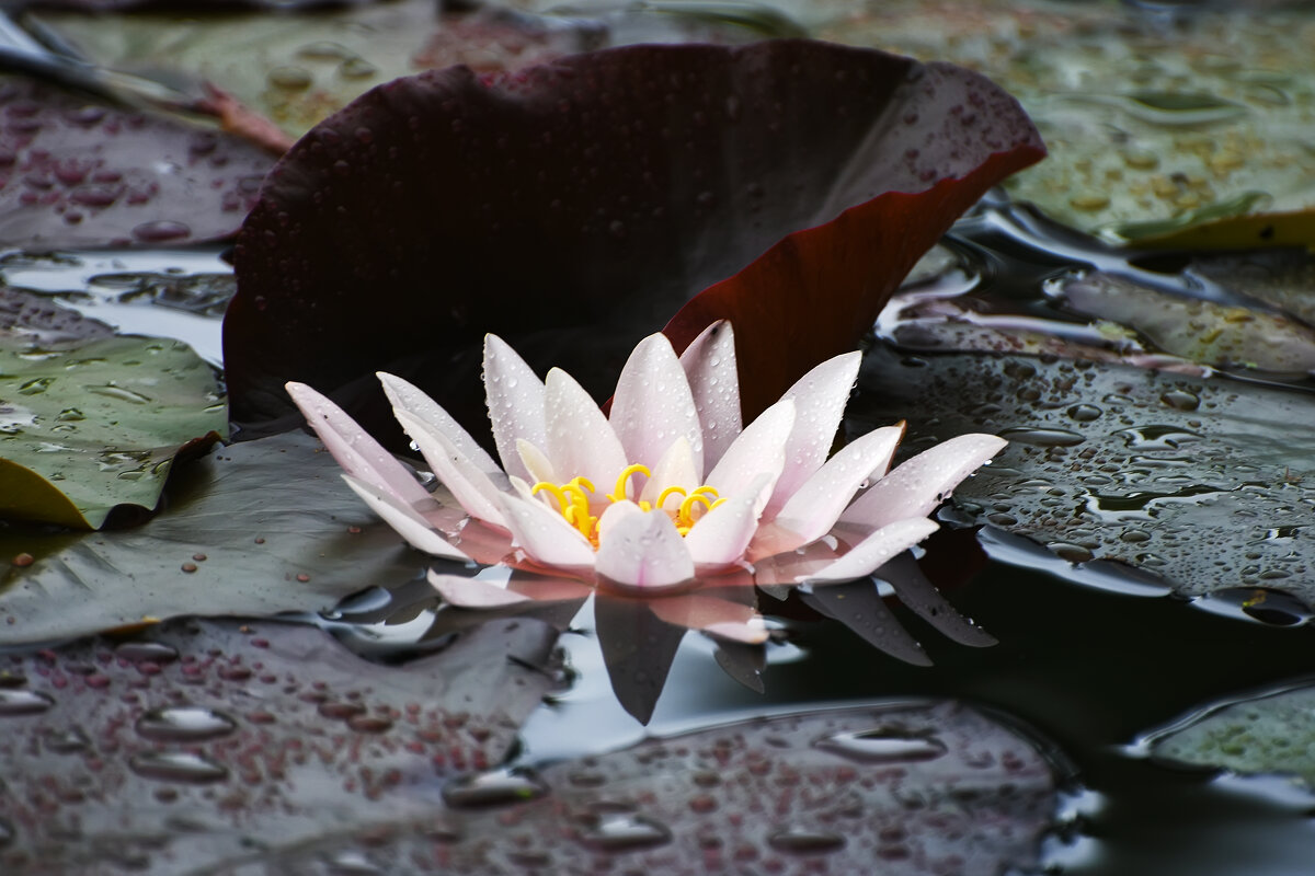 Лето в Ботаническом... Июль. - Наташа *****