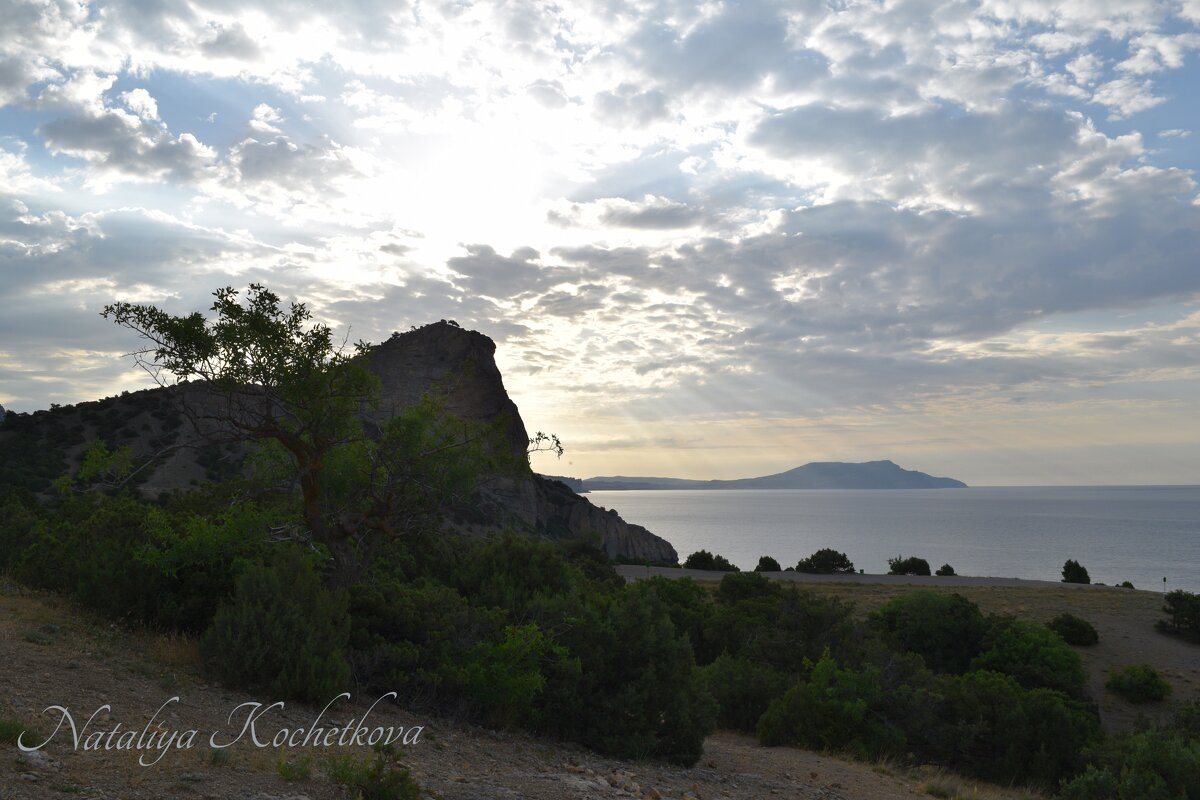 Природа Крыма - Amazing Cosmea