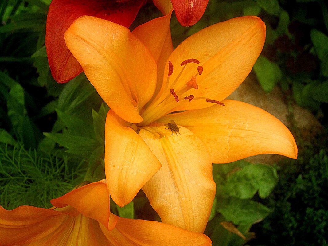 Прощай,лето! - Елена Семигина