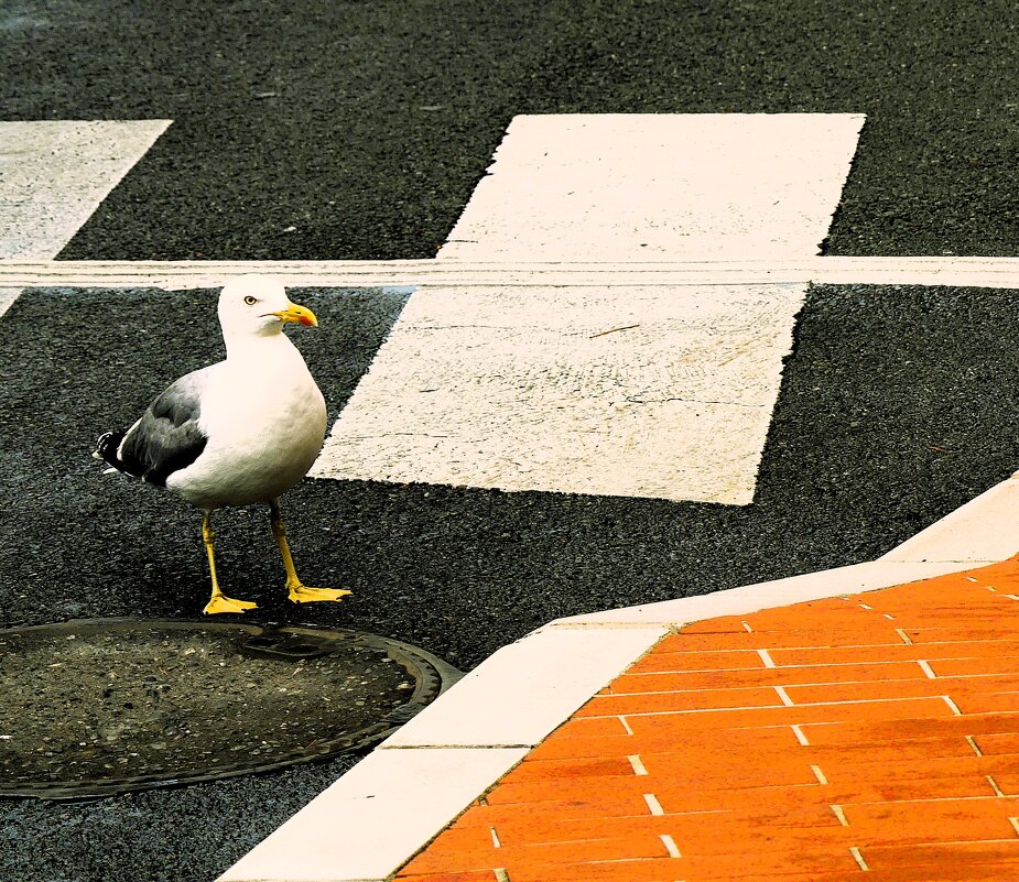 Как сложно разобраться в дорожных правилах - Владимир Манкер