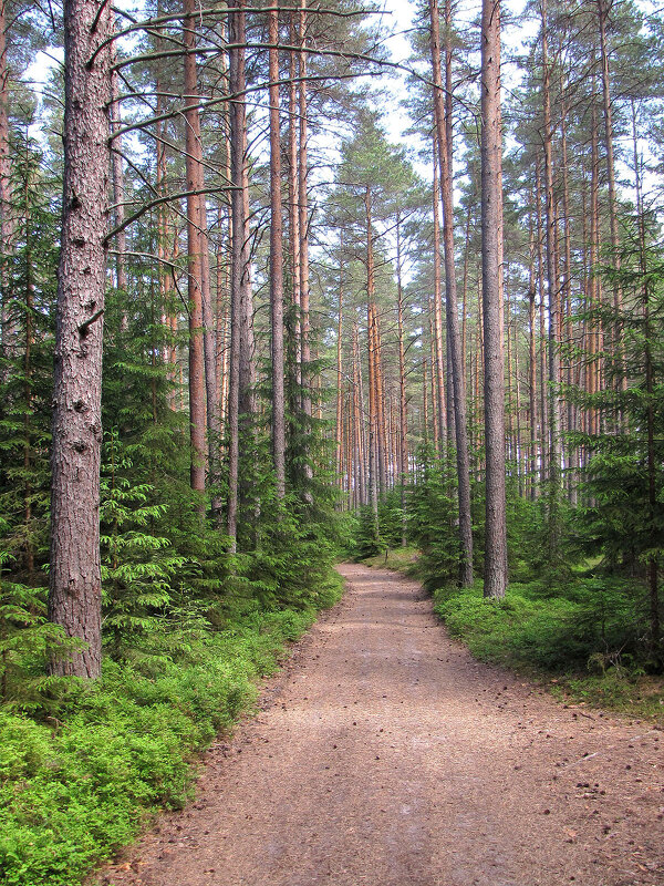 Лесная дорога - Александр Ильчевский 