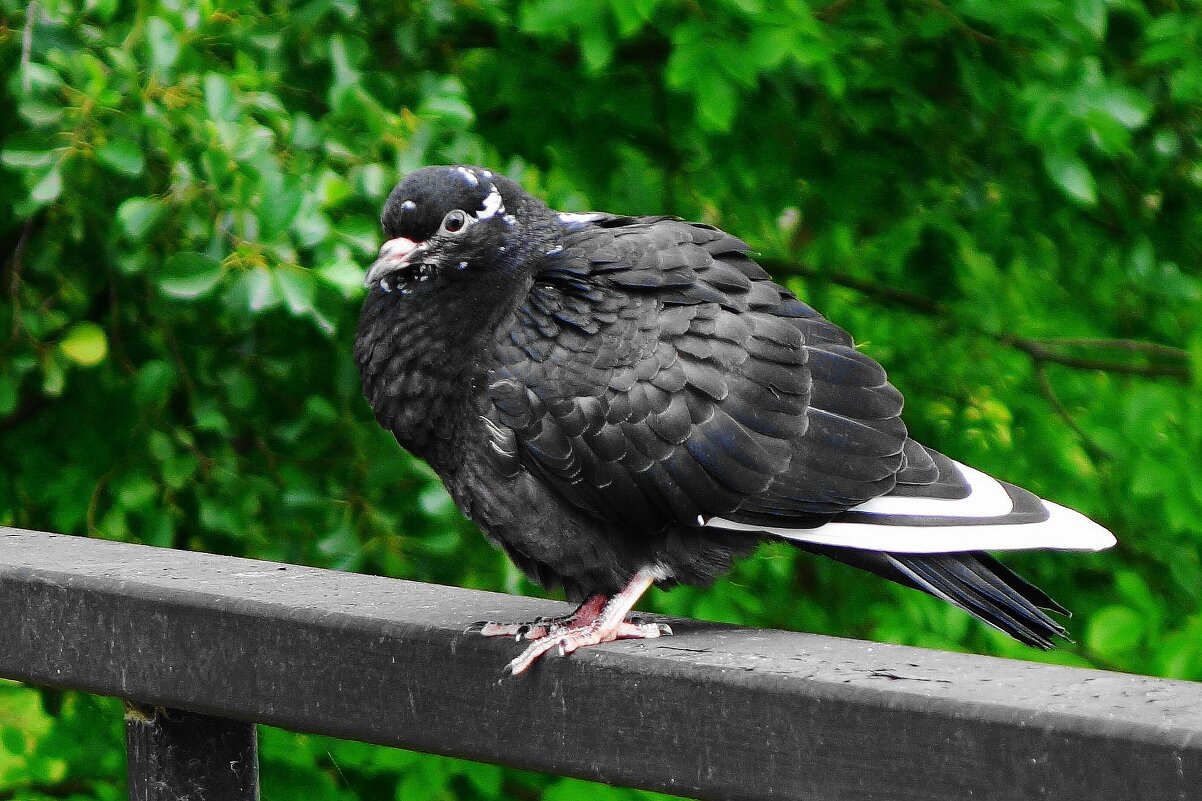 Голуби в городском парке - Рита Симонова Голуби в городском парке - Рита Симонова