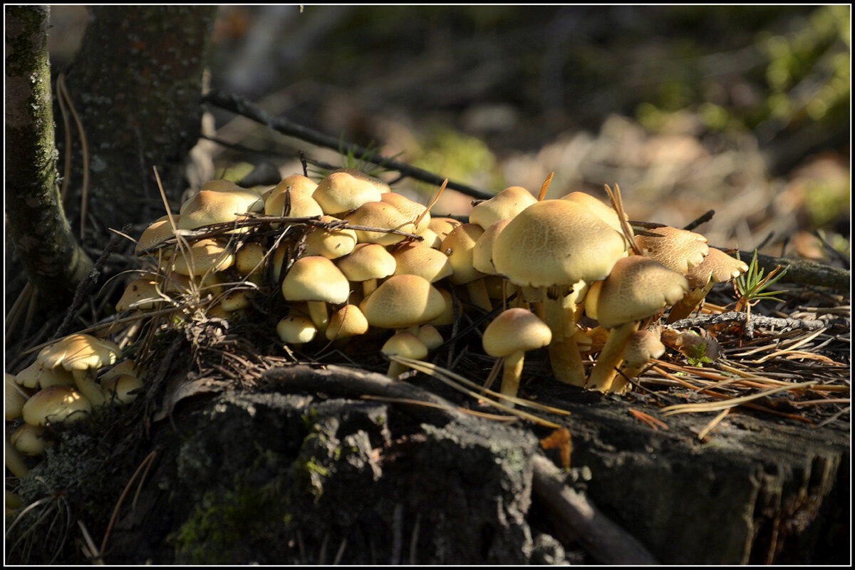 опята... - Aleksandr Gal