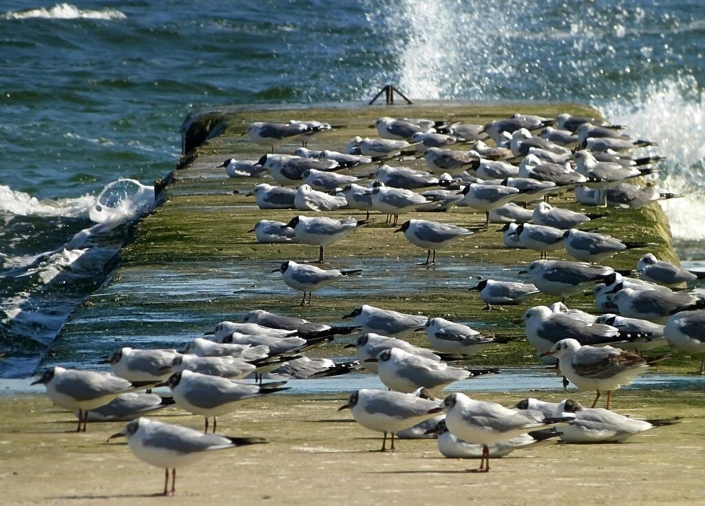 "Ориентация-север!" - Владимир 