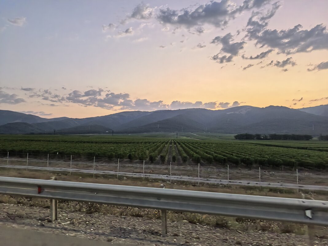 Виноградники на рассвете - Татьяна Михайлова