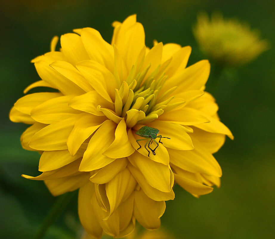 Золотой шар и вонючка - Светлана Золотой шар и вонючка - Светлана