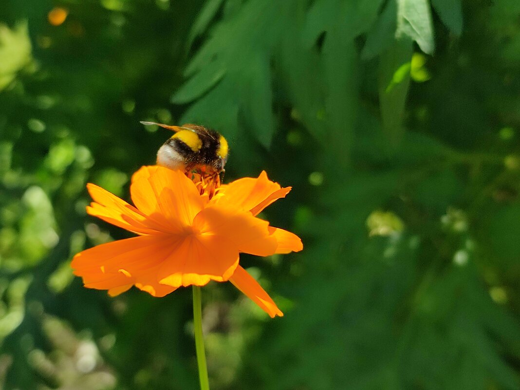 Последние дни лета - Валентина Богатко 