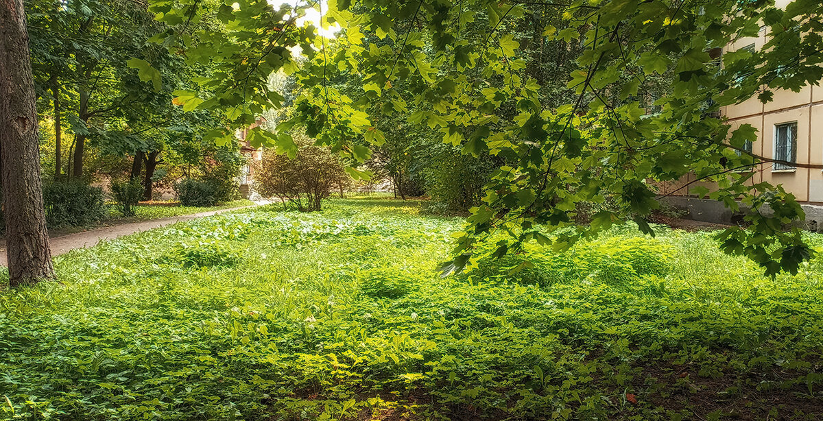 Дворики Санкт Петербурга. - Лилия *