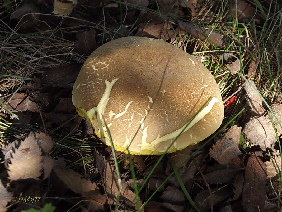 Гриб - Freddy 97