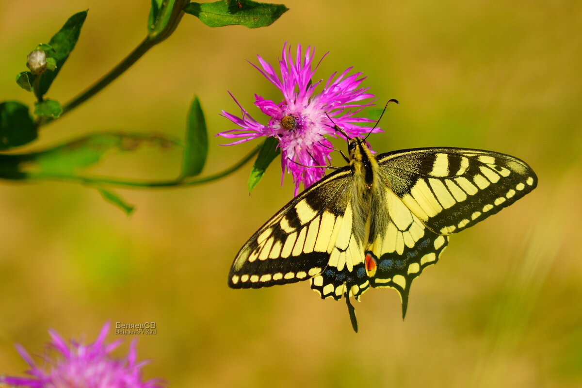 Махаон, лето, крылья, бабочка - Сергей Беляев