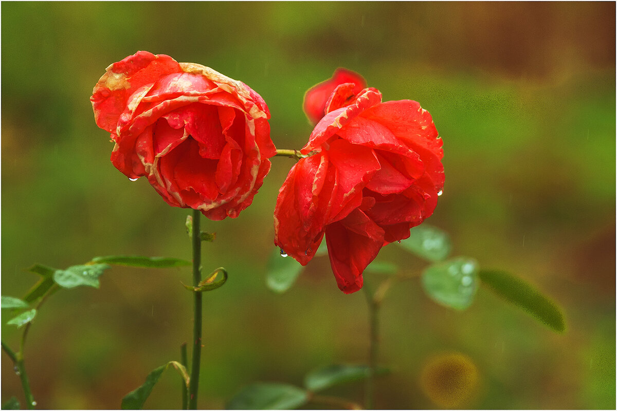 Вот и лето прошло... - Валентин Котляров Вот и лето прошло... - Валентин Котляров