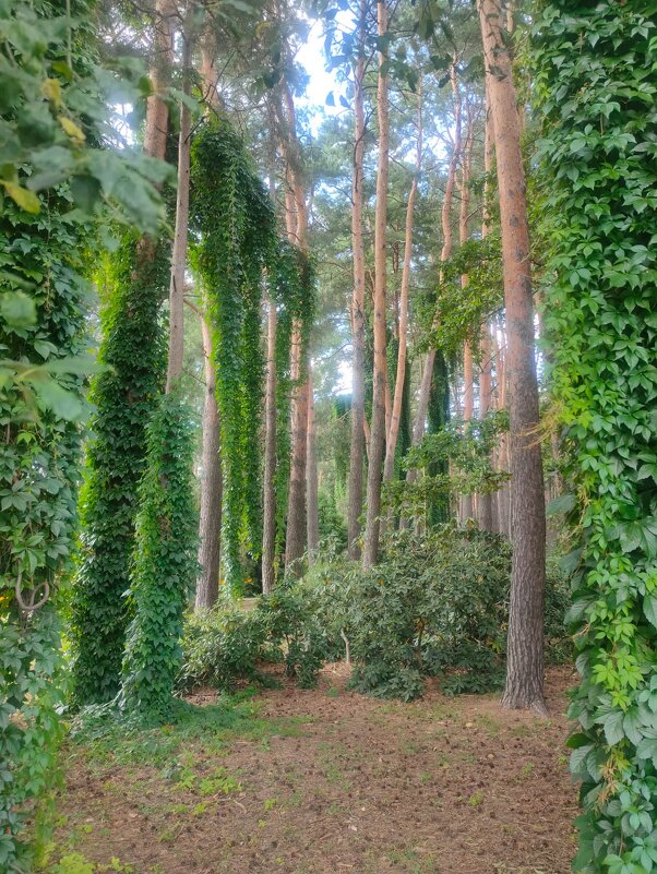 В Ботаническом саду Минска - Ирэн 