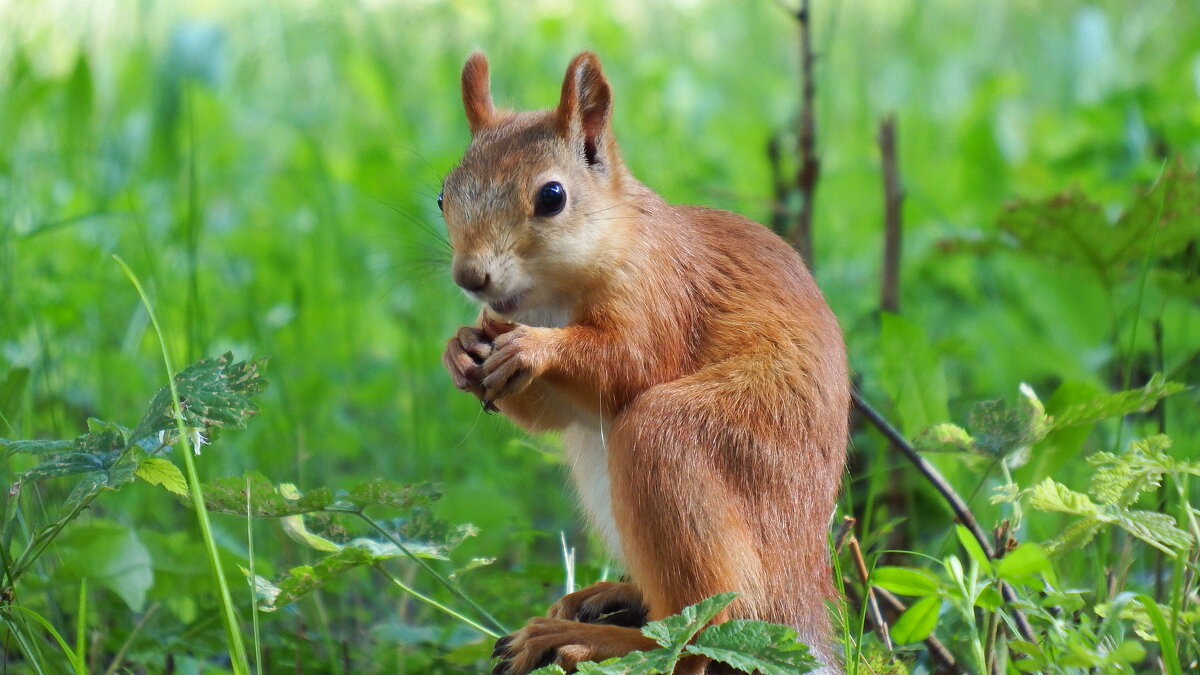 А у тебя больше нет ореха ? - Вик Токарев