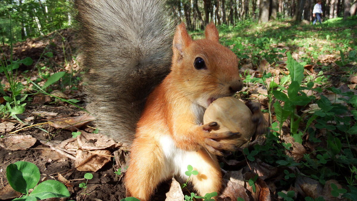 Завтрак на траве . - Вик Токарев