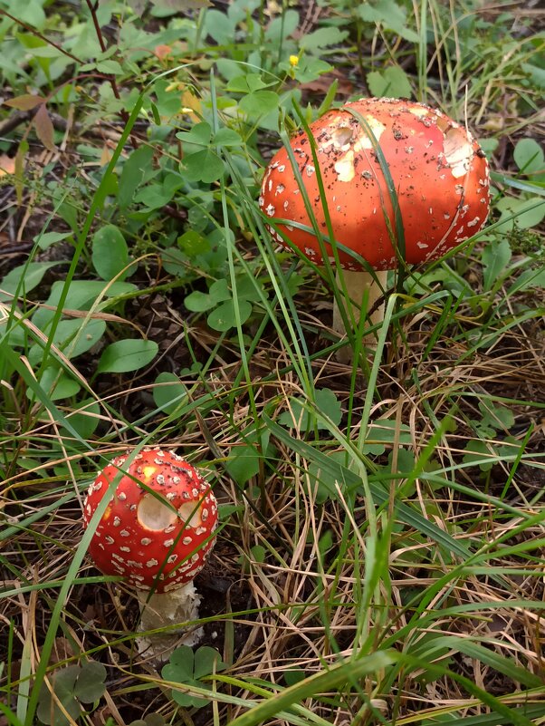 Кто посмел? - veilins veilins