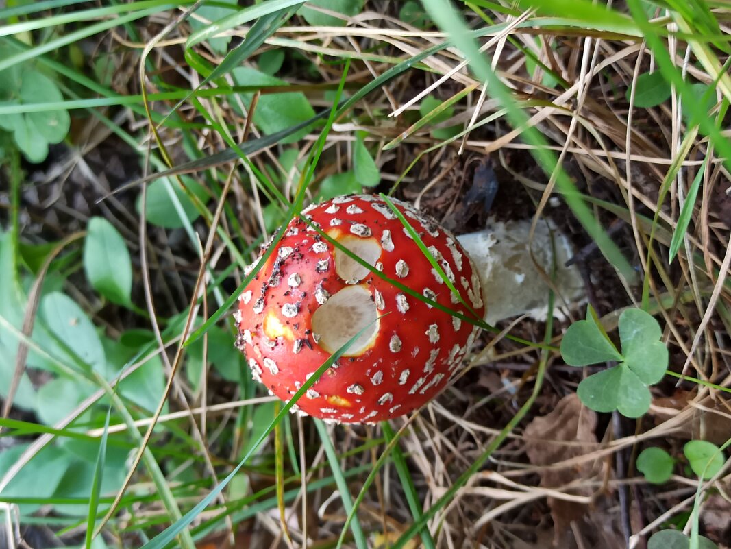Мухомор в саду - veilins veilins