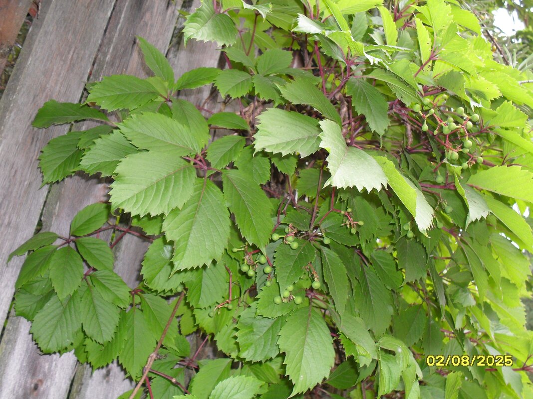 дикий виноград - fogmeadowww m