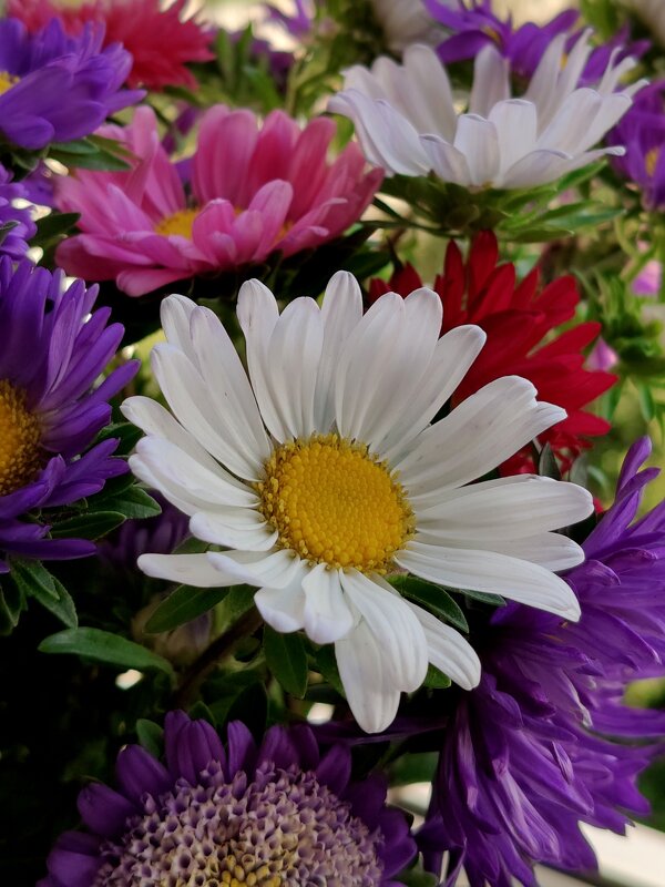 Цветы сентября...Вот и лето прошло... - tatyana Цветы сентября...Вот и лето прошло... - tatyana