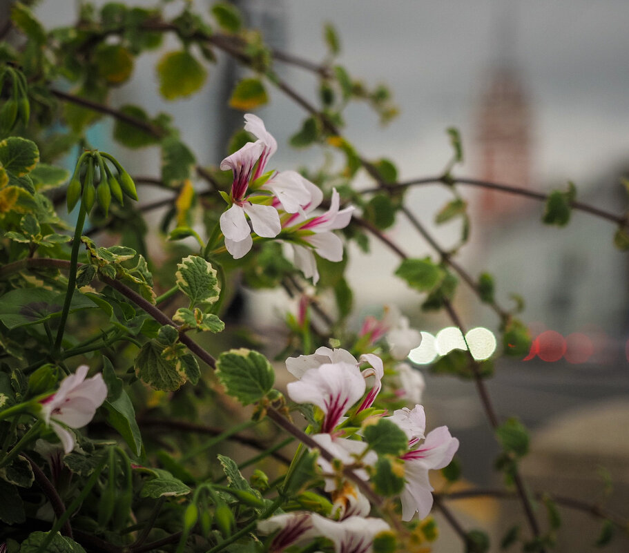 Лето, до свидания. - Магомед .