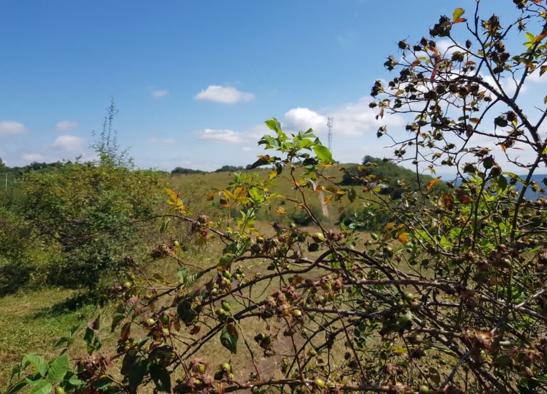 ЛАГО-НАКИ - Tata Wolf