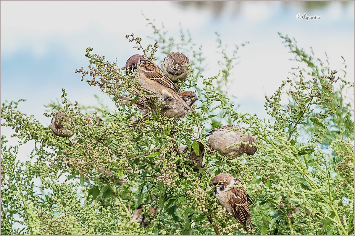 О последнем дне лета... - Aquarius - Сергей