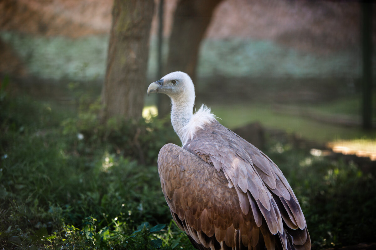 Зоопарк Лимпопо - Сергей Хабибула