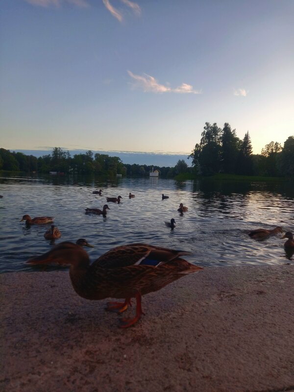 Утки на закате - Сапсан 