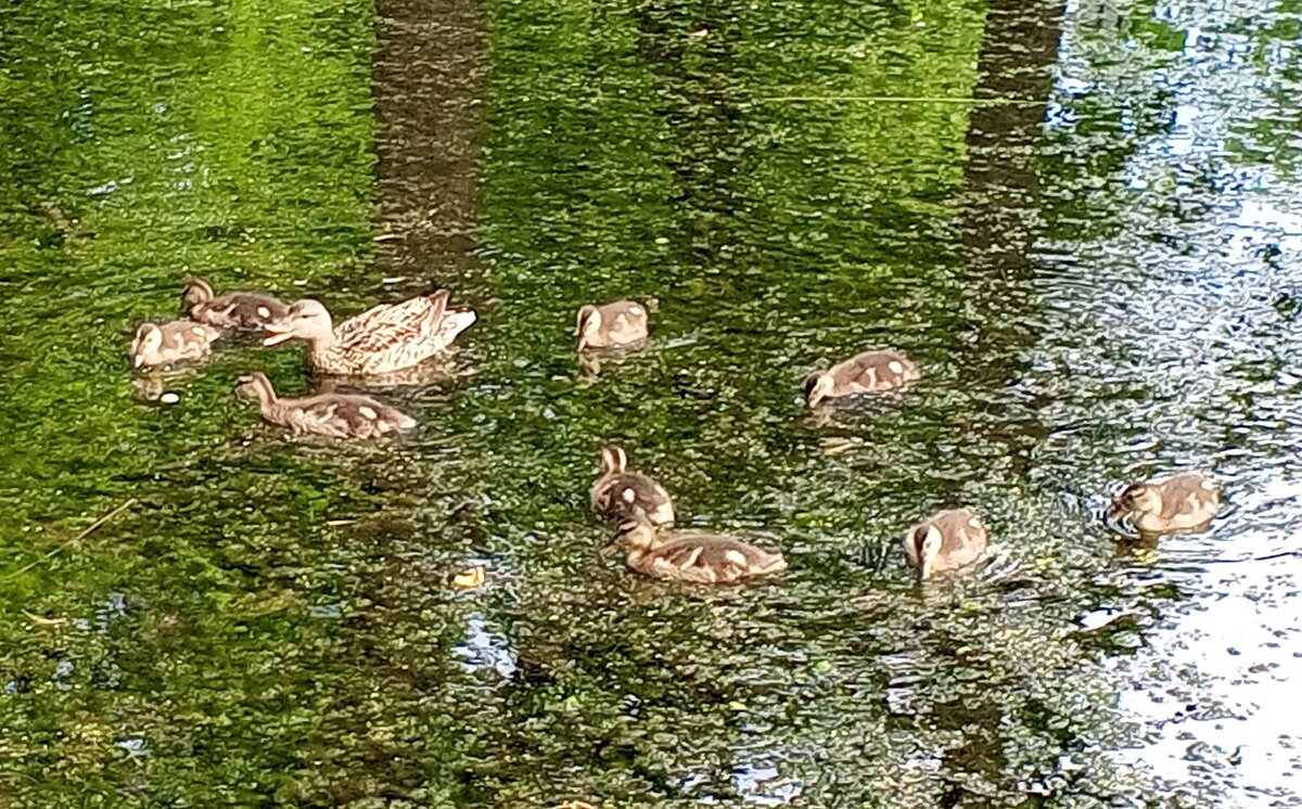 Серая утка - Сапсан 