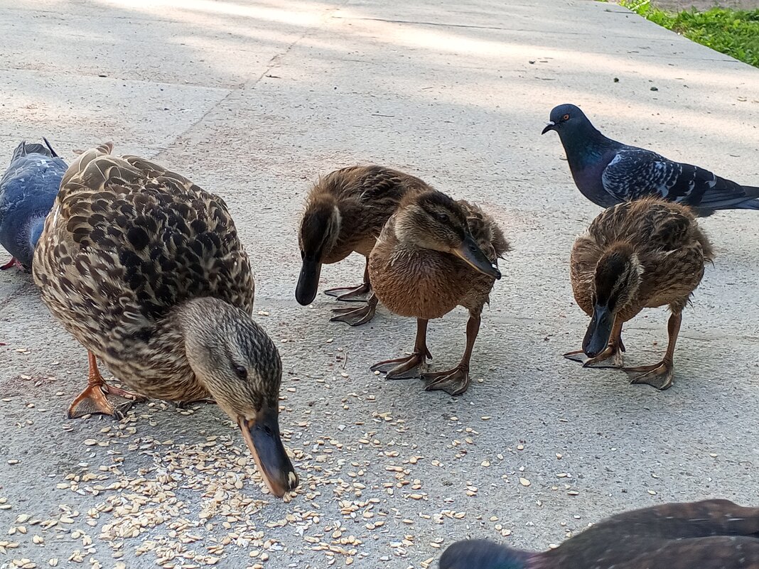 Утята - Сапсан 