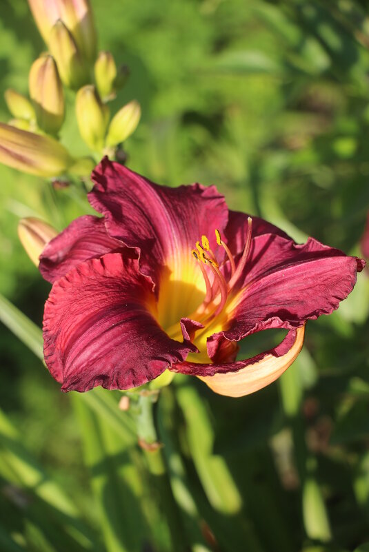 Воспоминание о лете. Август - Наталья Герасимова