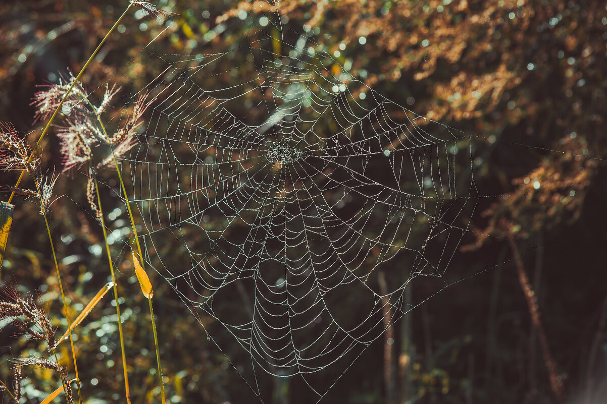 *** - Виктор Иванович Чернюк