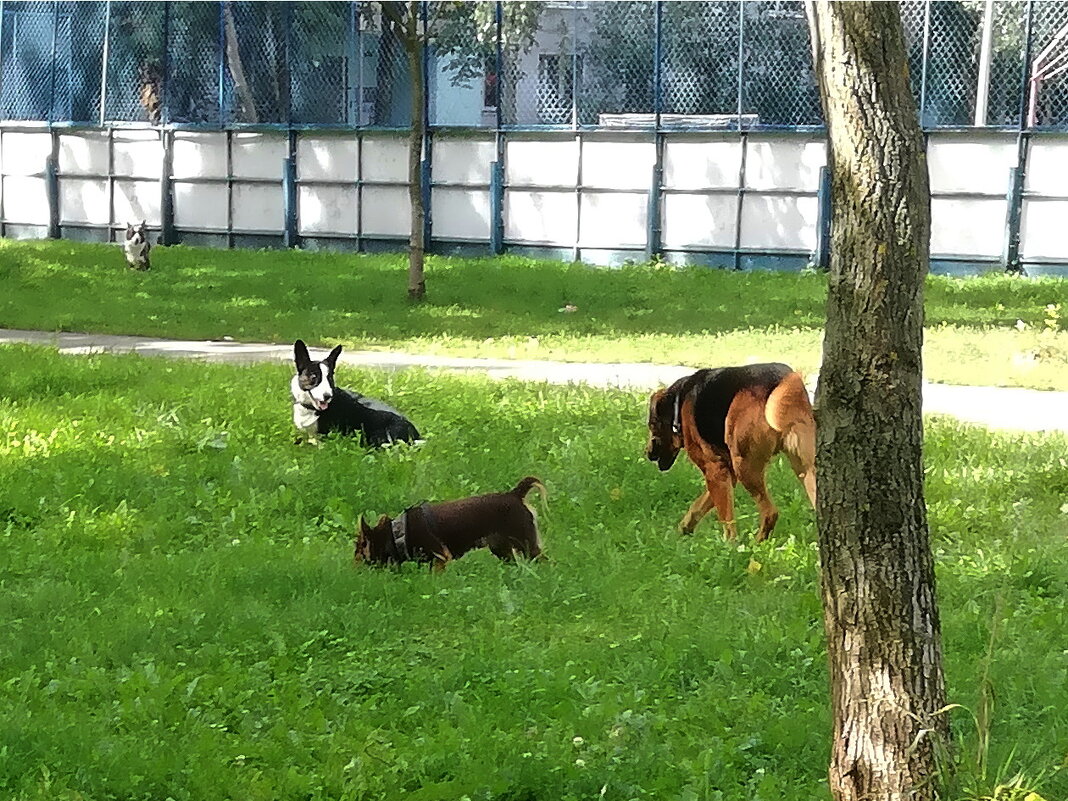 Встреча друзей - Ольга Довженко Встреча друзей - Ольга Довженко