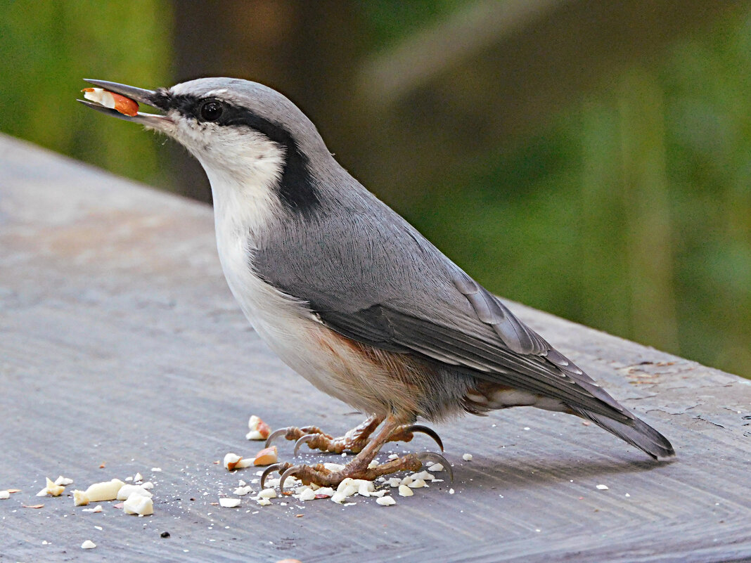 Поползень - Лина 