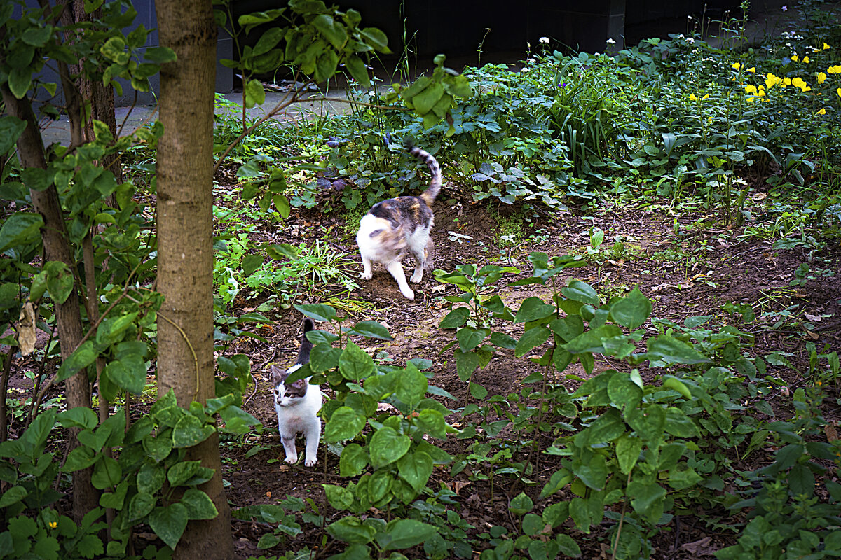 Кошечки - Владимир Кроливец
