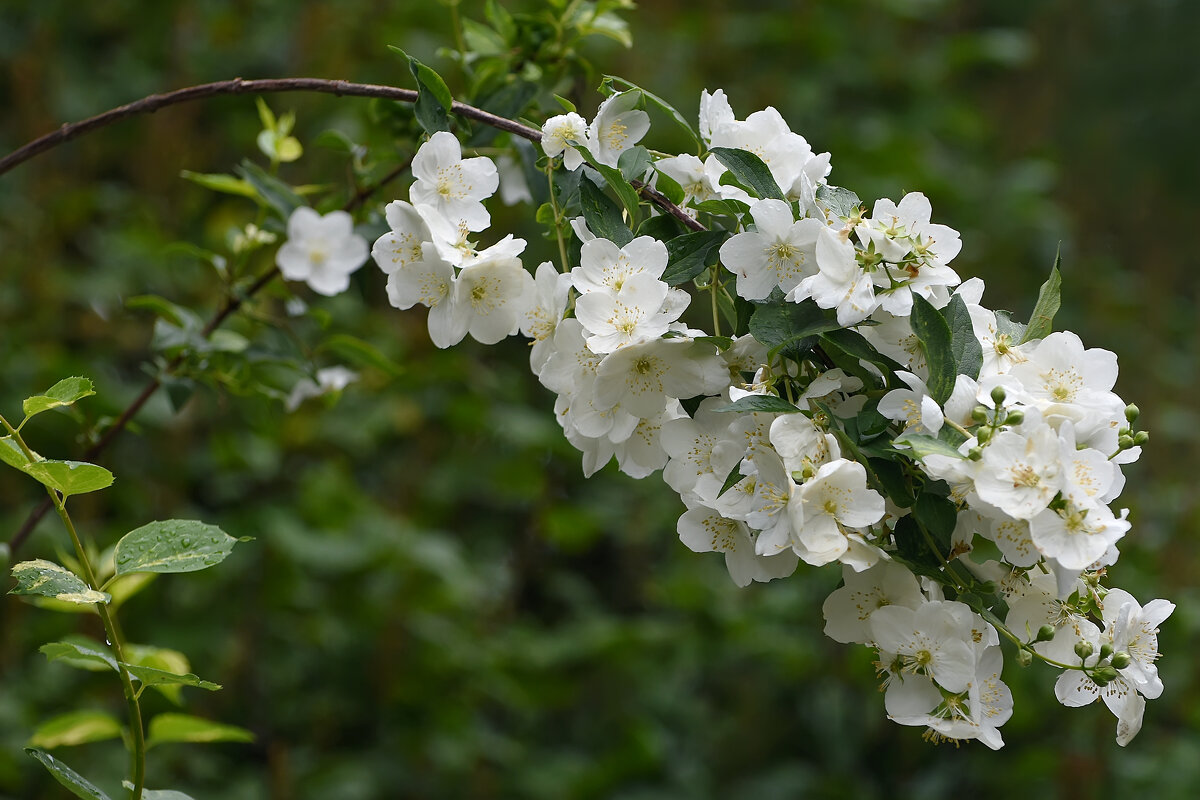 Лето в Ботаническом... Июль. - Наташа ***** Лето в Ботаническом... Июль. - Наташа *****