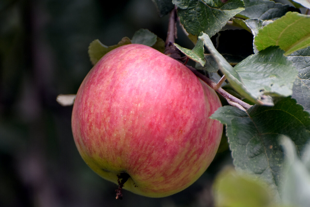 Лето в Ботаническом... Август. - Наташа *****