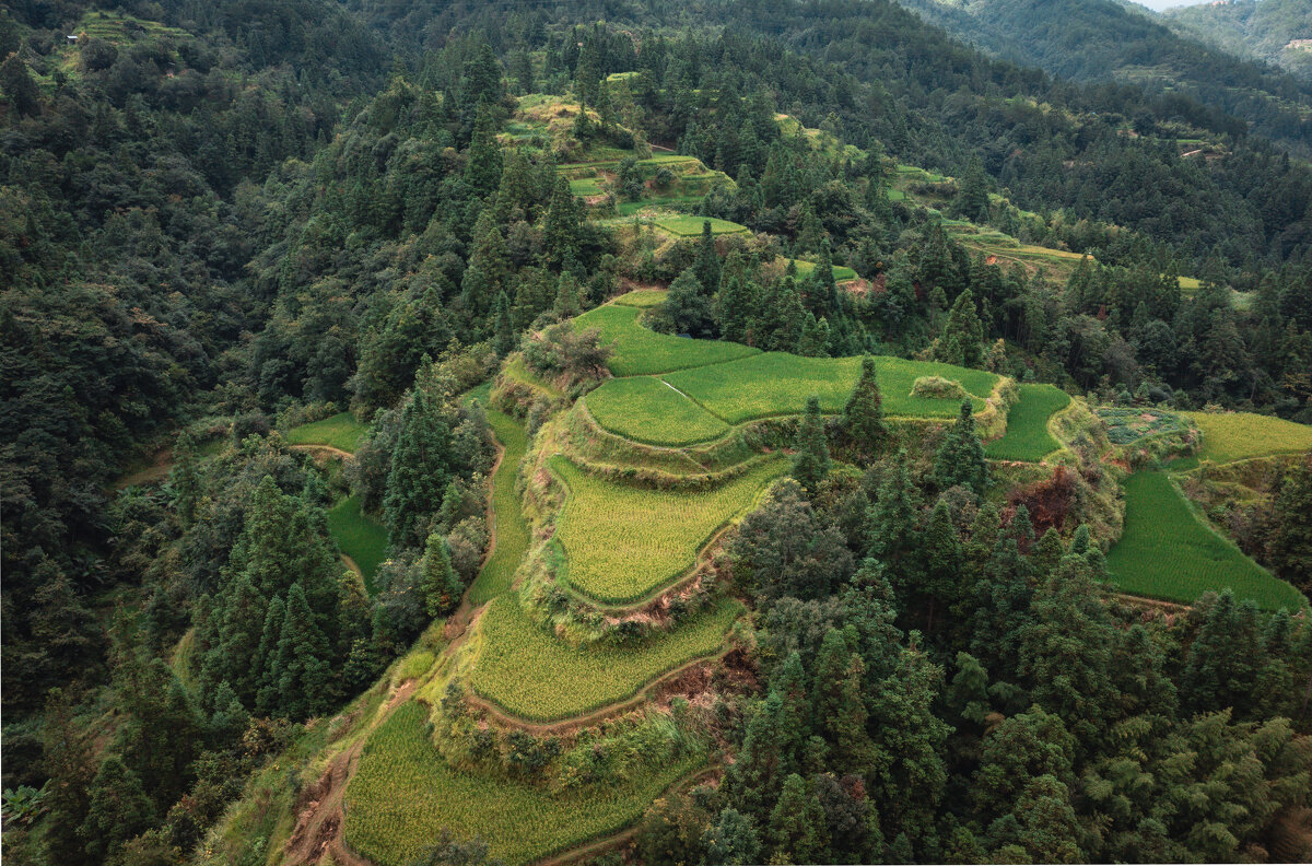 Рисовые террасы - Дмитрий Рисовые террасы - Дмитрий