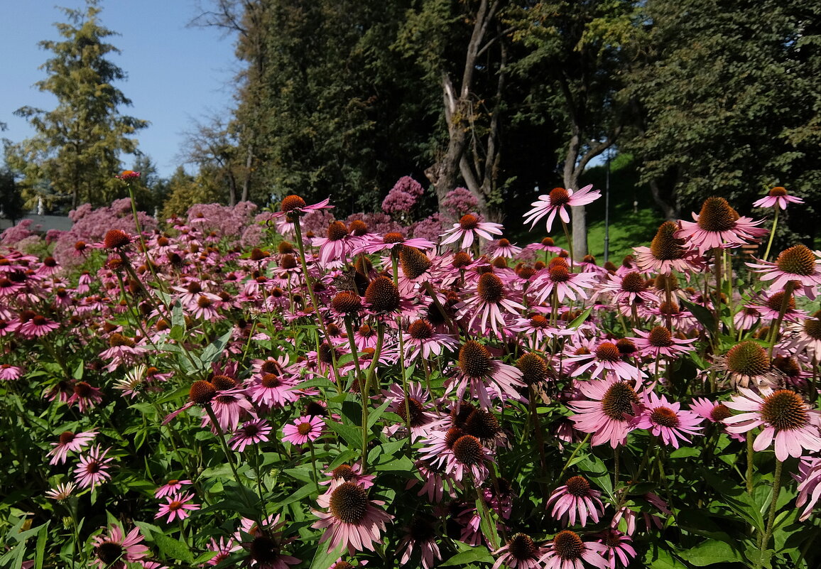 Эхинацея. - Люба 