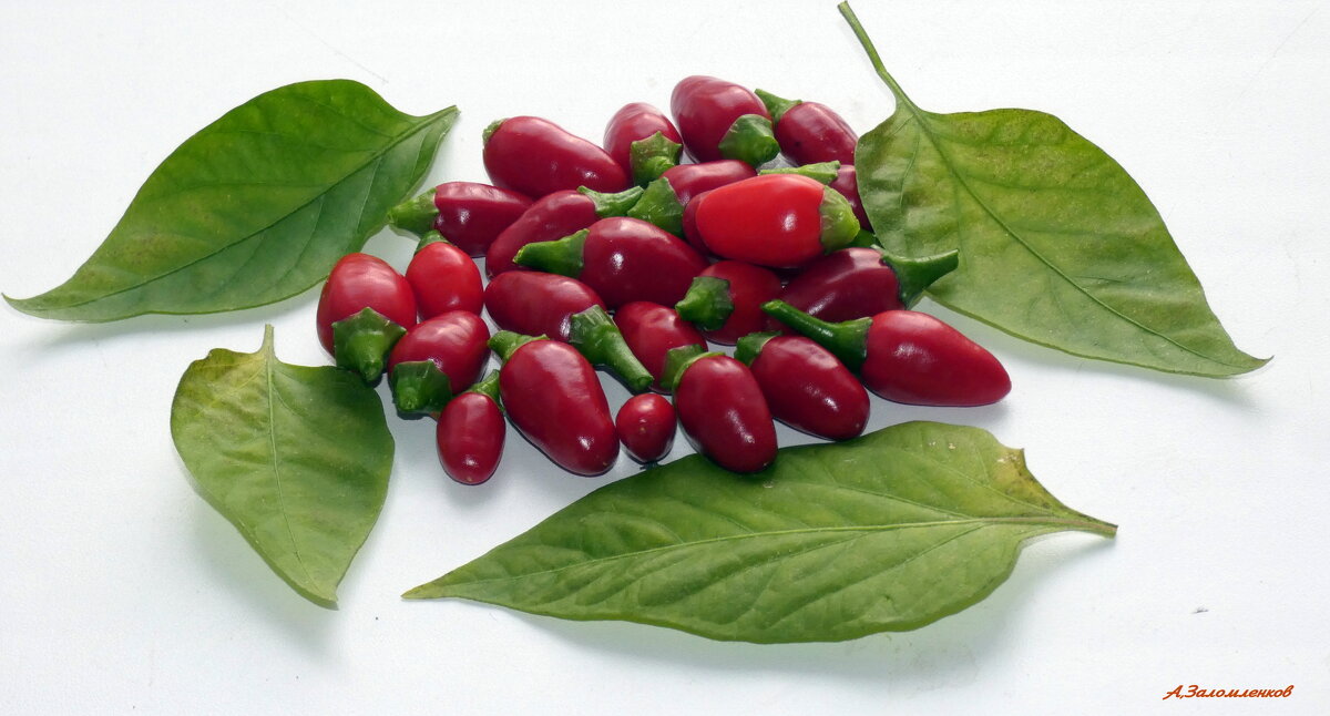 Перчик с балкона, суперострые... - Андрей Заломленков