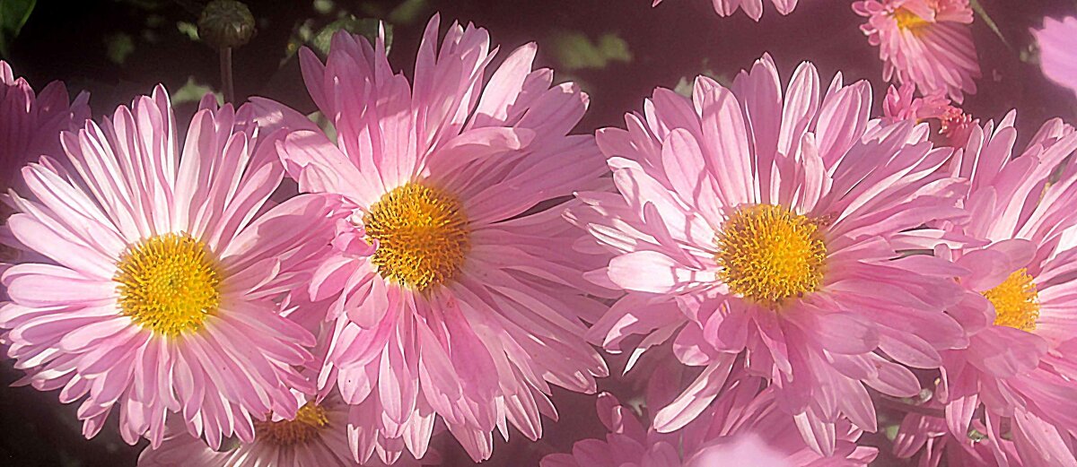 С 1 сентября! - Елена Семигина