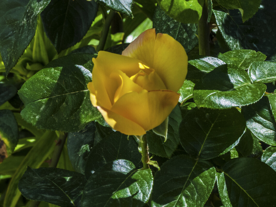 Бутон жёлтой розы - Валентин Семчишин