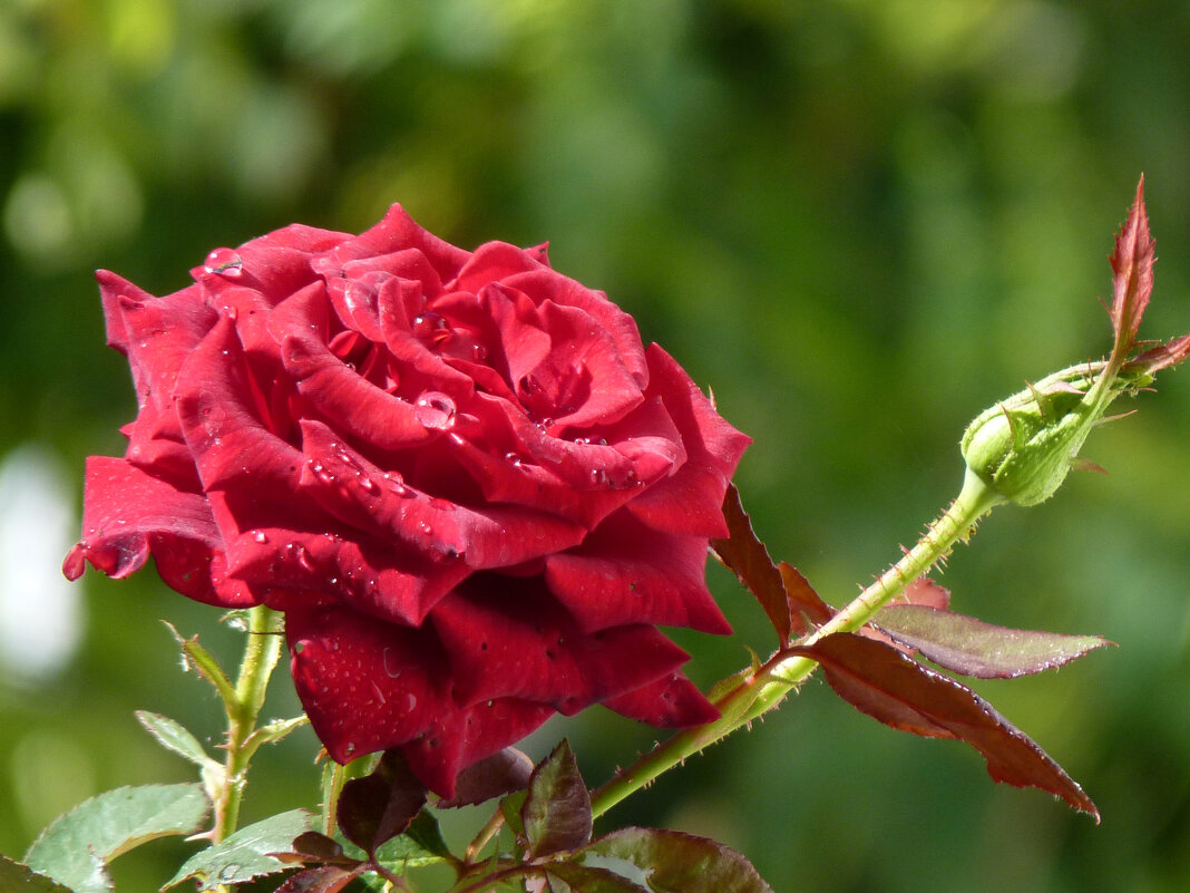 Алая роза - Валентин Семчишин