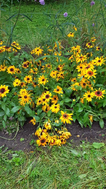 Цветы на Елагином острове - Галина Чистякова 